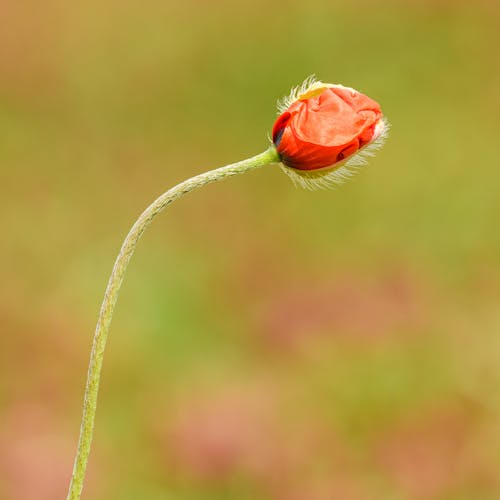 Close-up of a Poppy Bud 