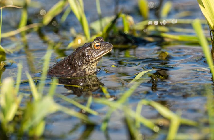 Close-up Of A Toad In The Water 