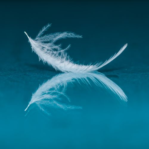 Free Close-up of a white feather reflecting on a calm blue surface, evoking serenity. Stock Photo