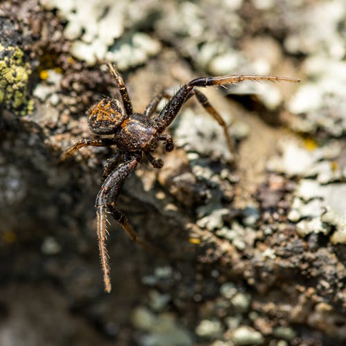 Spider Walking on Tree Bark