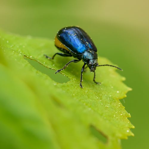 Beetle on a Leaf