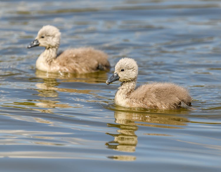 Close-up Of Baby Swans In The Water 