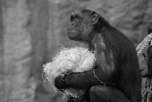 Free Black and White Portrait of a Chimpanzee Holding Shredded Paper Stock Photo