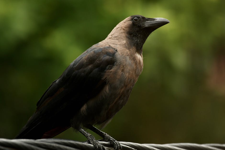 Common Black Birds and Their Symbolism: common black bird species symbolism picture