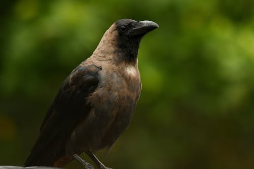 검은 깃털, 검은 부리, 까마귀의 무료 스톡 사진