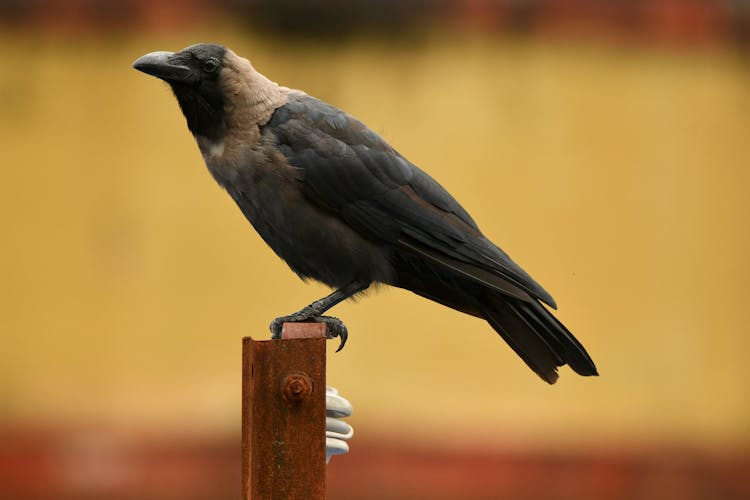 Crow Perching On Post