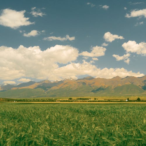 Landscape of a Cropland and Mountains 