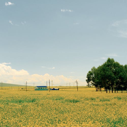 Kostnadsfri bild av åkermark, blå himmel, bondgård