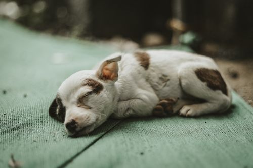 Free Cute puppy peacefully sleeping on a green blanket, capturing the essence of tranquility. Stock Photo