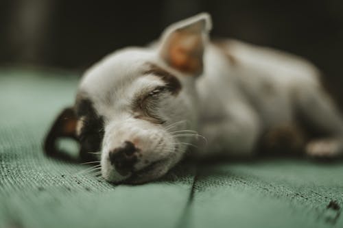Darmowe zdjęcie z galerii z pies uliczny, śpiący szczeniak, szczenięce emocje