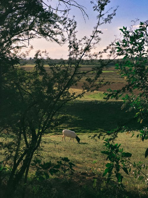A Livestock Animal on a Pasture in the Countryside 