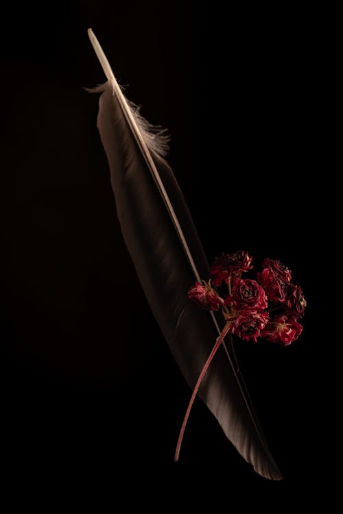 Základová fotografie zdarma na téma báseň, hrdý černý, květy