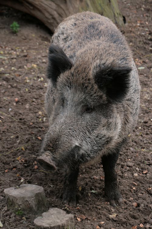 A Boar Standing on the Ground 