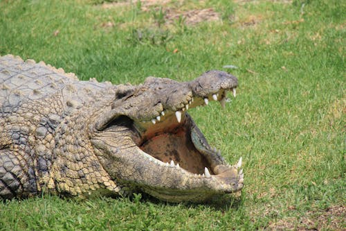 Close-up of a Crocodile with Open Mouth Lying on the Grass