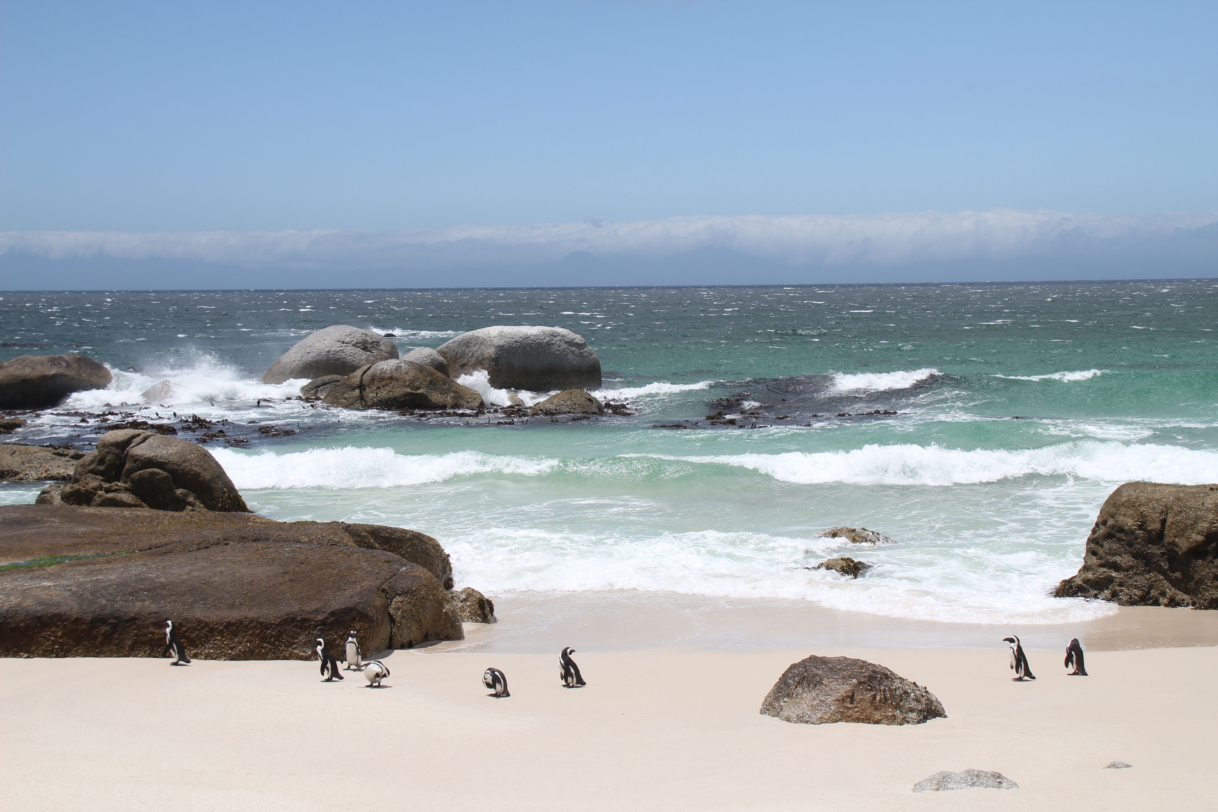 penguins on Boulders Beach