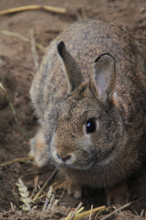 Free A detailed portrait of a wild rabbit sitting on earthy ground, showcasing its natural habitat. Stock Photo