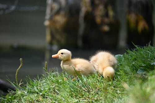 Close-up of Ducklings on the Grass