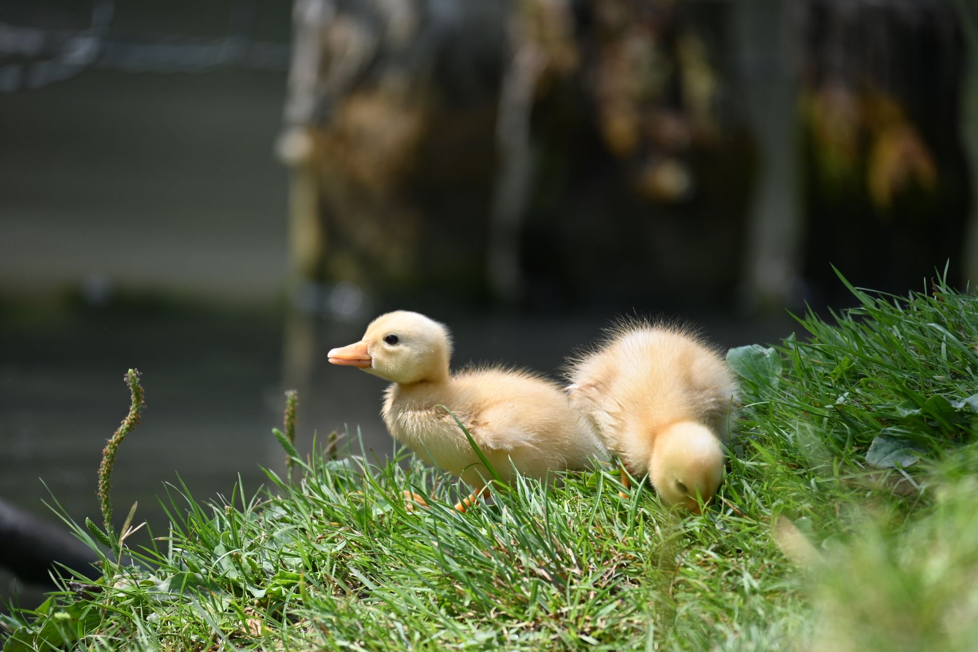 Cute baby ducklings on grass, perfect for animal photography and nature lovers.