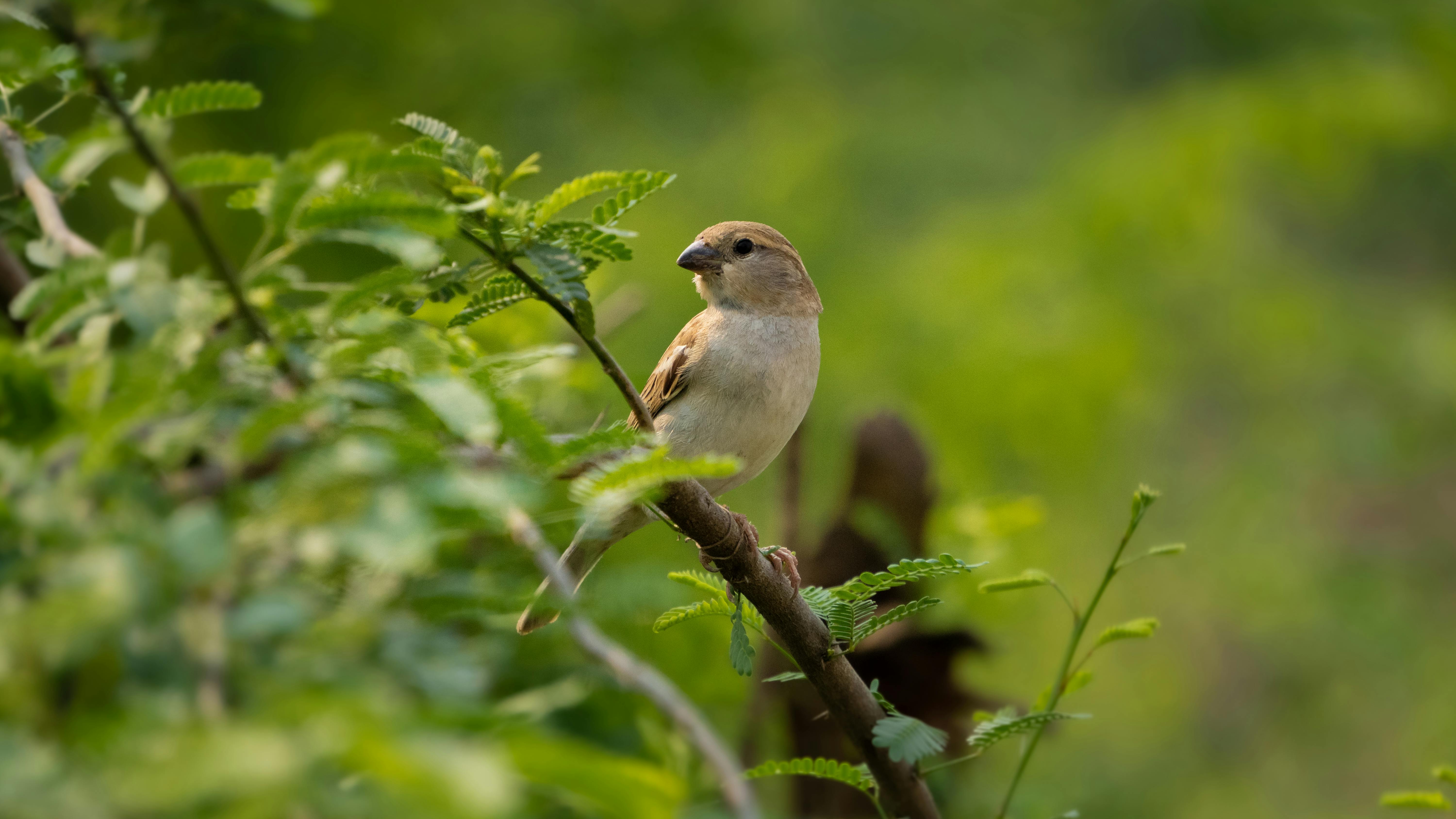 Free Sparrow sitting on the plant Stock Photo