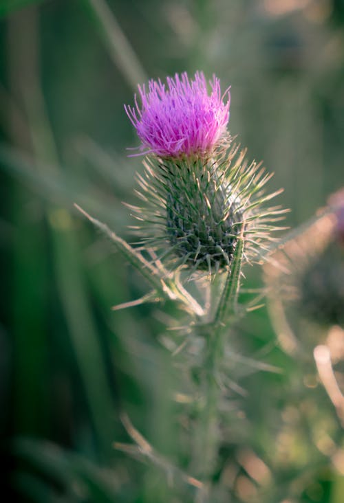 Close-up of a Scotch Thistle Growing on a Field 