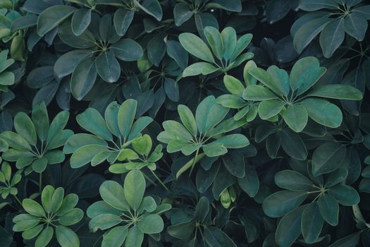 A close-up view of vibrant green umbrella tree leaves creating a lush, tropical feel.