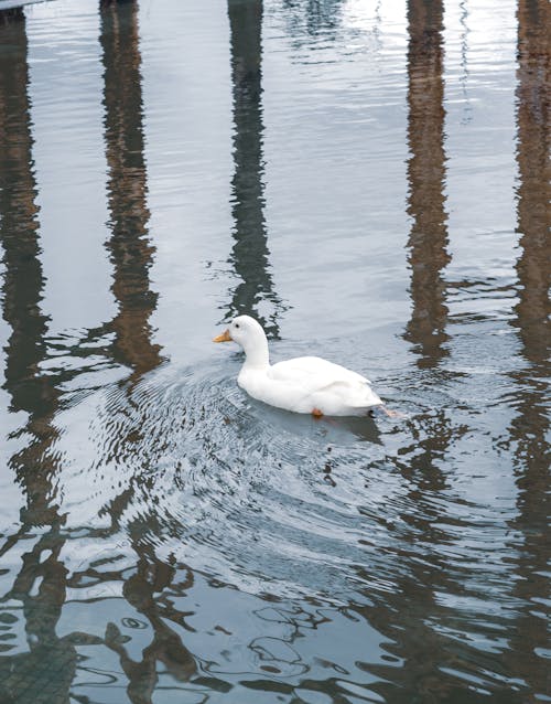 A White Duck Swimming in the Water 