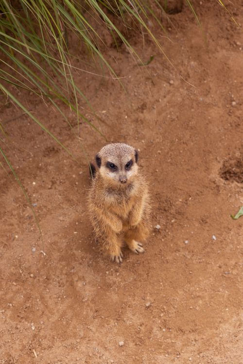 Free A solitary meerkat standing alert on sandy ground amidst grass, showcasing its natural behavior. Stock Photo