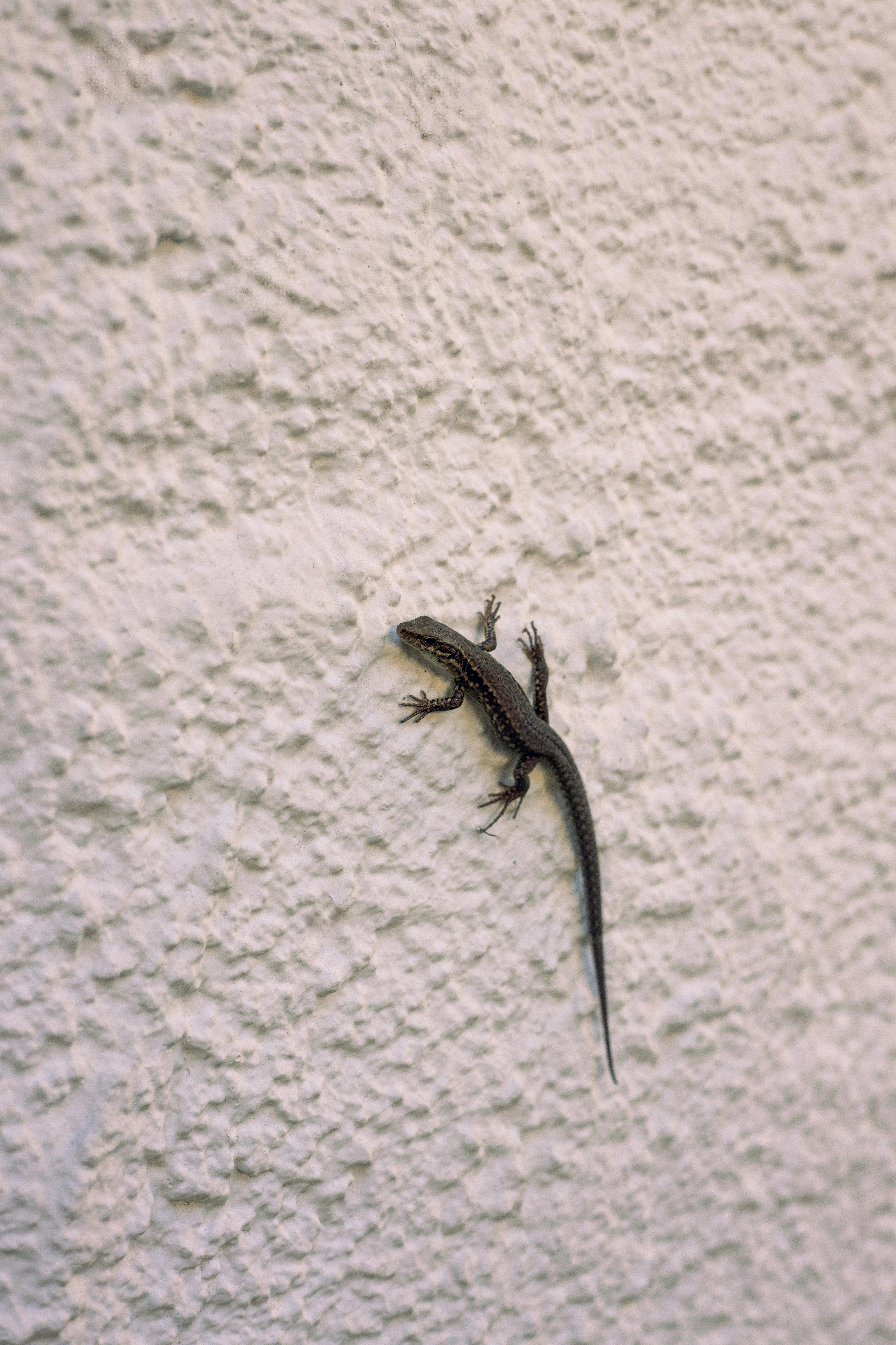 A lizard clings to a textured white wall, showcasing wildlife in urban settings.