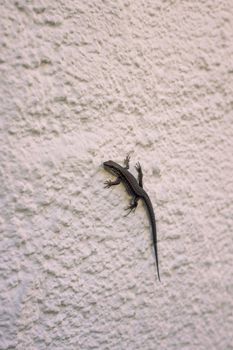 lizard photo