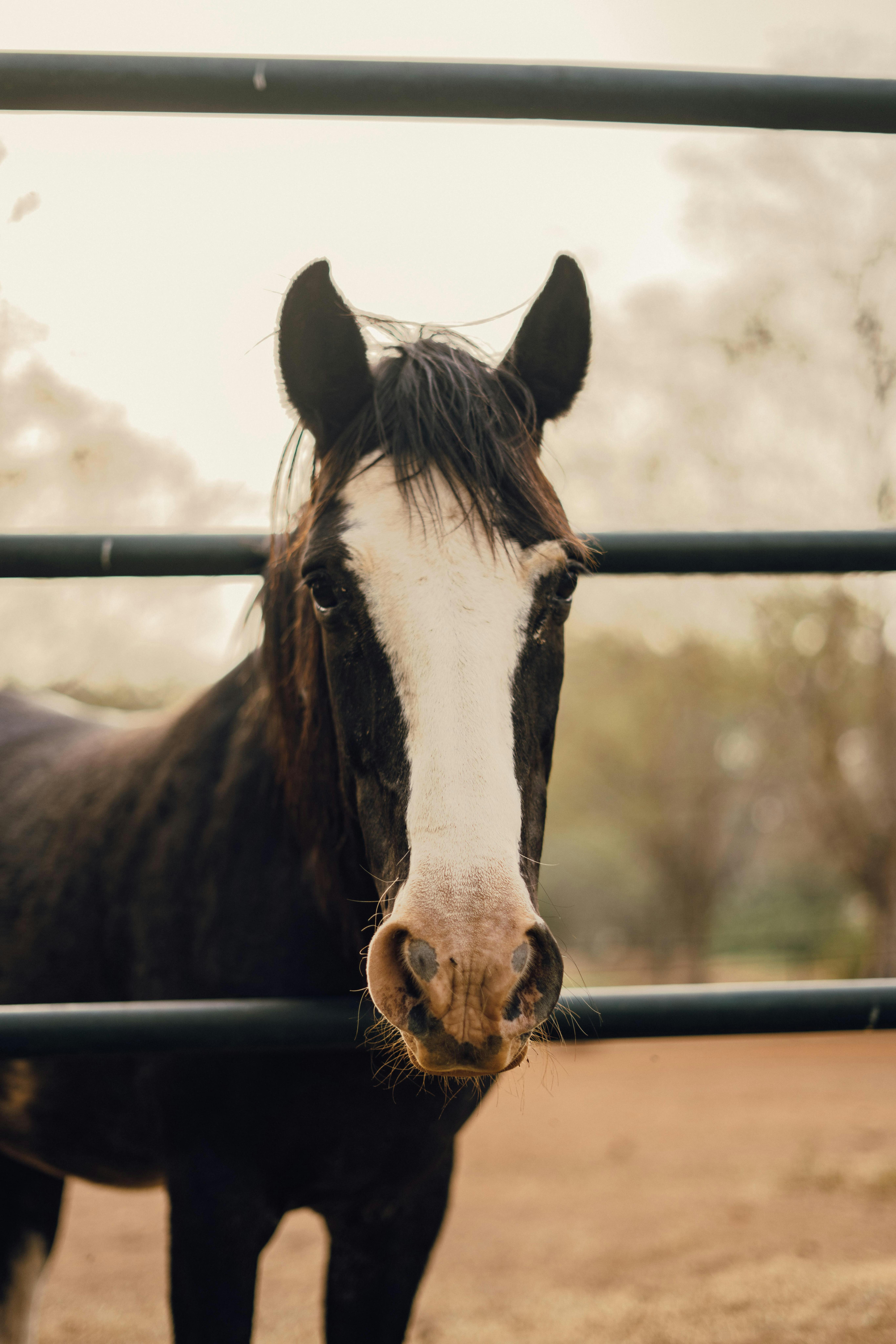 Close-up of a brown horse looking through a rural fence in Abuja, Nigeria.