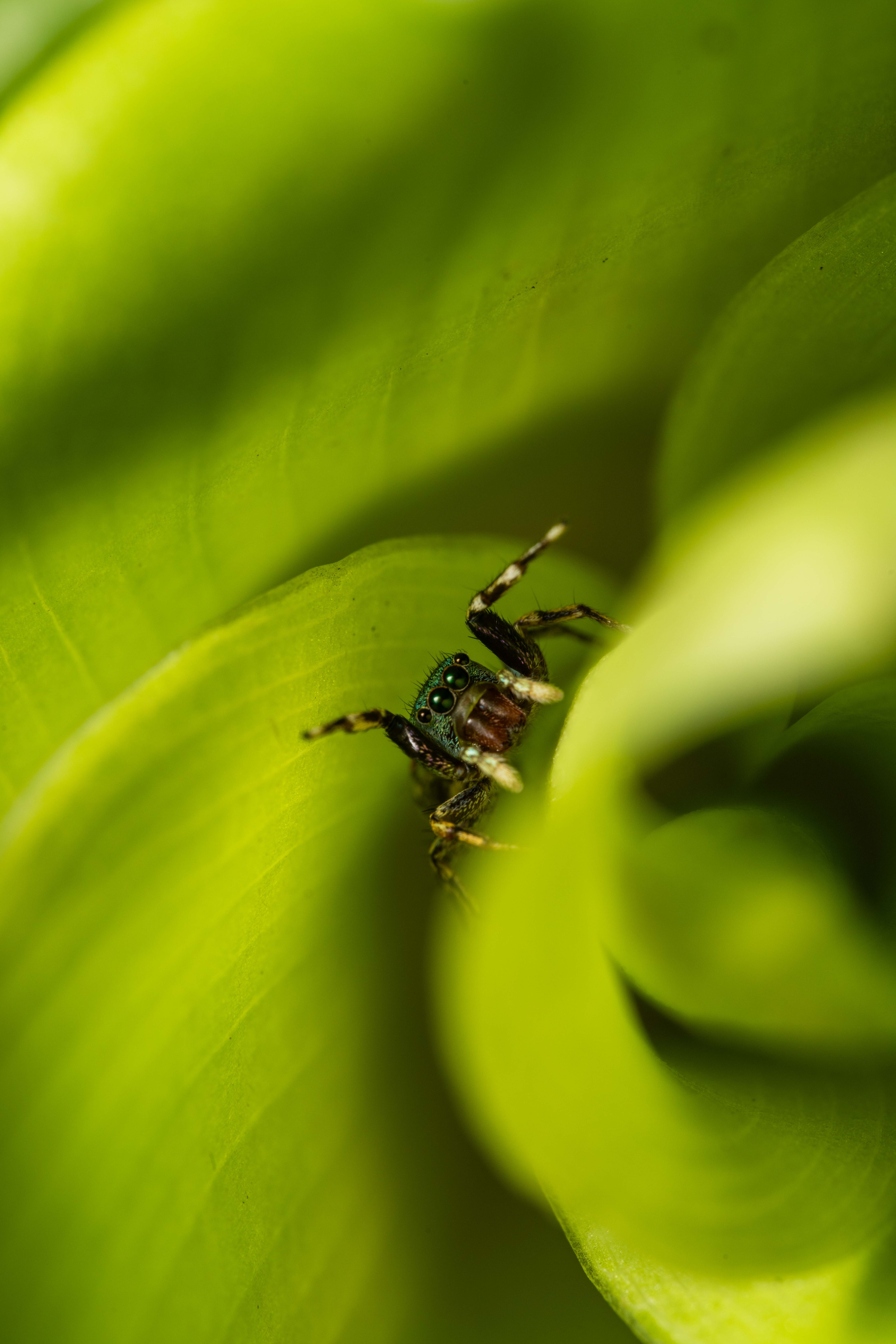 Gratis lagerfoto af bio, biodiversitet, blad Lagerfoto