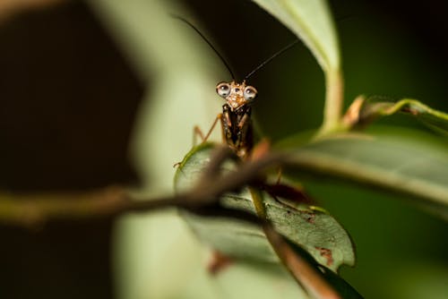 Kostnadsfri bild av bönsyrsa, extrem närbild, insekt
