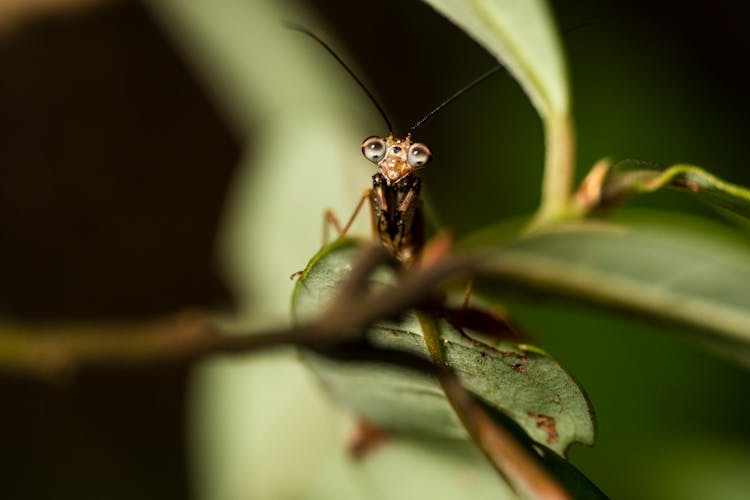 Mantis On A Plant 