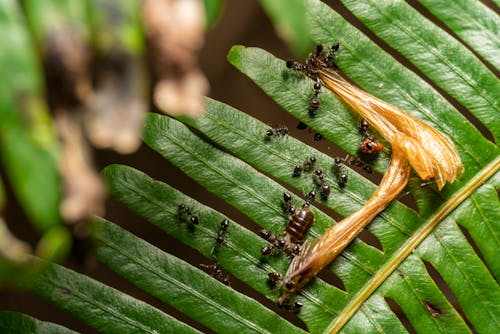 Darmowe zdjęcie z galerii z liść, mrówki, natura