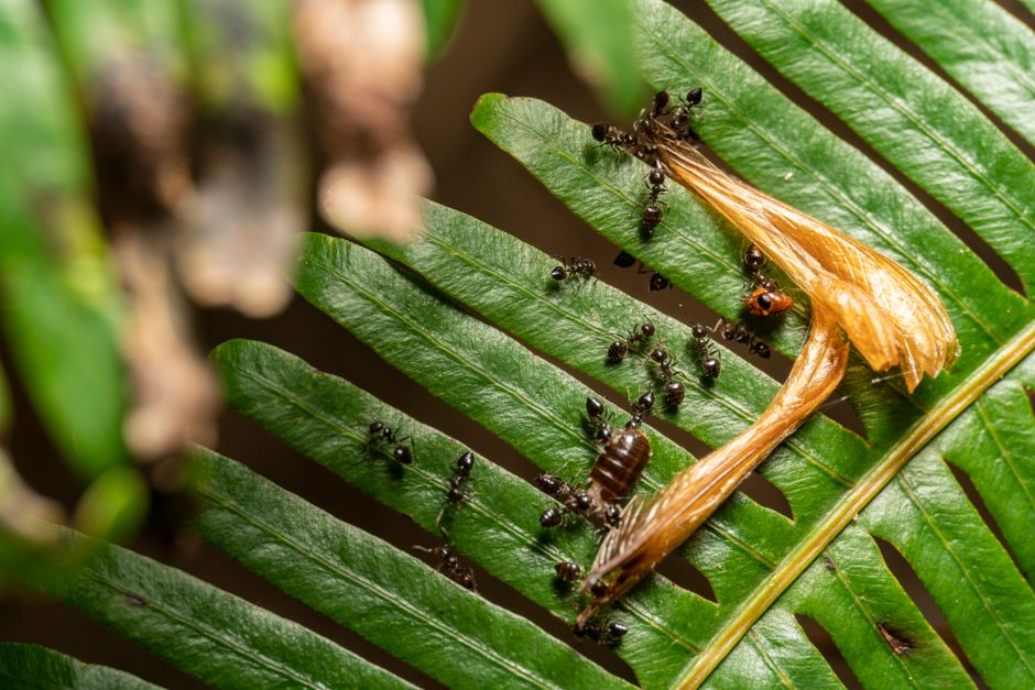 Fotomural Toma macro de hormigas reuniéndose en una hoja de helecho con alas de insectos desprendidas.