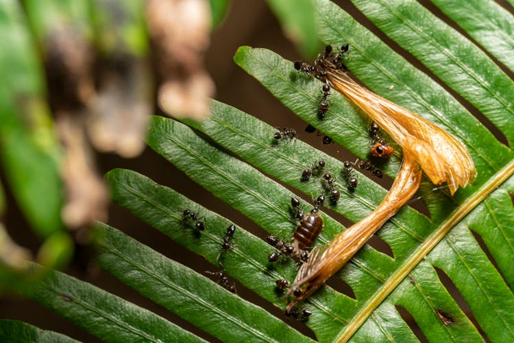 Ants On A Leaf 