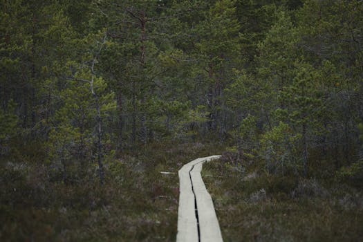 Tranquil wooden boardwalk winding through a serene evergreen forest landscape, ideal for peaceful nature escapes.