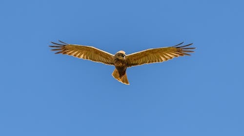 Kostnadsfri bild av djurfotografi, fågel, flygande