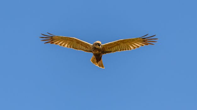 eagle photo