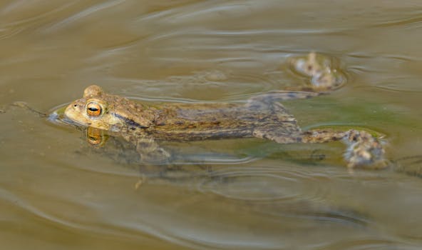 A detailed close-up of a frog swimming in clear water, showcasing its textured skin.