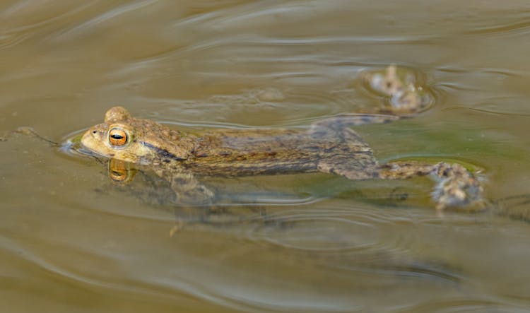 Close-up Of A Toad In The Water 