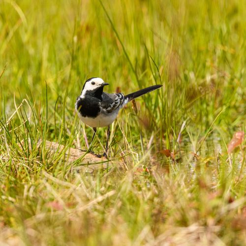 Free A white wagtail stands in a lush green field, capturing the essence of nature and wildlife photography. Stock Photo