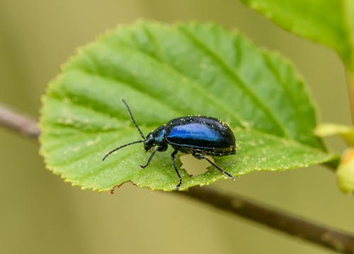 Close-up of a Beetle on a Leaf 