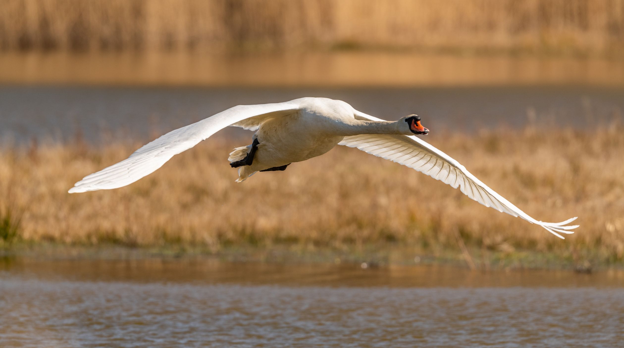 Swam Photo Example Swam Flying over Water · Free Stock Photo
