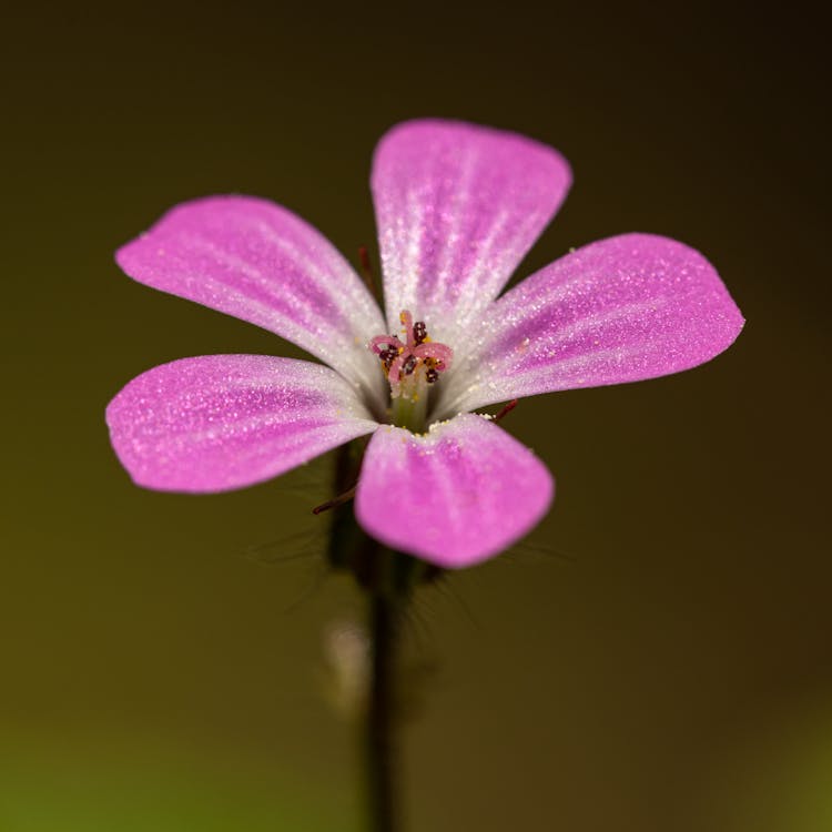 Pink Geranium Flower 