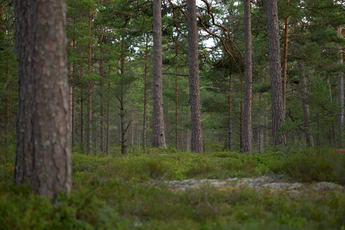 Free Tranquil view of a lush evergreen forest with tall pine trees, capturing the peaceful natural environment. Stock Photo