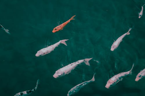 Close-up of a Pond with Koi Fish