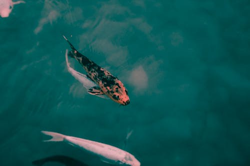 Close-up of a Pond with Koi Fish 