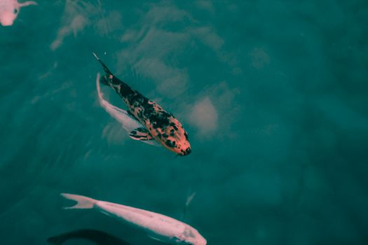Captivating close-up of colorful koi swimming peacefully in a serene pond.