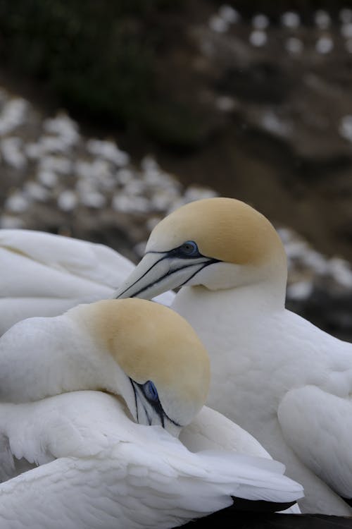 Fotobanka s bezplatnými fotkami na tému biele perie, fotografie zvierat žijúcich vo voľnej prírode, gannets
